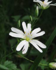 Fotografia da espécie Stellaria holostea