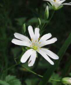 Fotografia da espécie Stellaria holostea