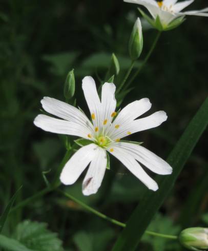 Fotografia de capa Stellaria holostea - do Jardim Botânico