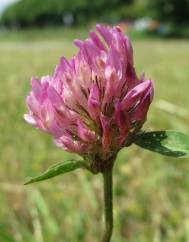 Trifolium pratense subesp. pratense var. pratense