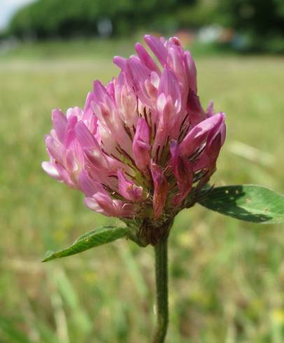 Fotografia de capa Trifolium pratense subesp. pratense var. pratense - do Jardim Botânico