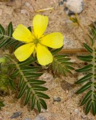 Fotografia da espécie Tribulus terrestris subesp. terrestris