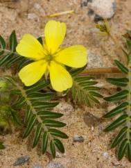 Tribulus terrestris subesp. terrestris