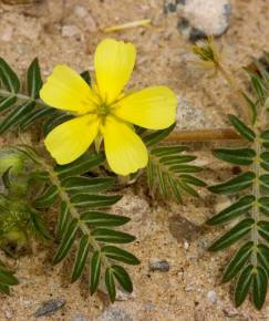 Fotografia da espécie Tribulus terrestris