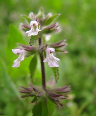 Fotografia de capa Stachys arvensis - do Jardim Botânico