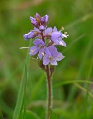 Veronica officinalis