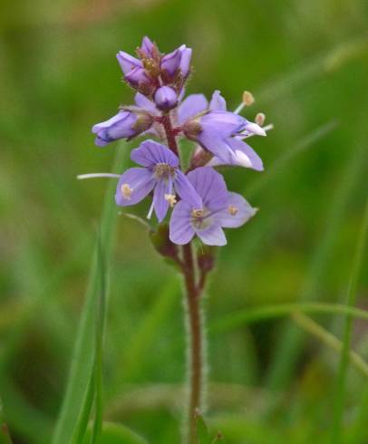 Fotografia de capa Veronica officinalis - do Jardim Botânico