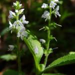 Fotografia 8 da espécie Veronica officinalis do Jardim Botânico UTAD