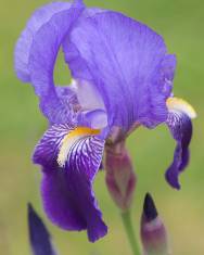 Fotografia da espécie Iris germanica