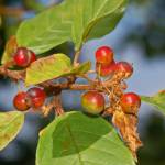 Fotografia 7 da espécie Frangula alnus do Jardim Botânico UTAD