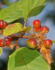 Frangula alnus