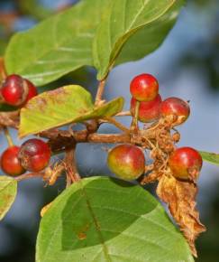 Fotografia da espécie Frangula alnus