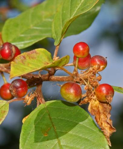 Fotografia de capa Frangula alnus - do Jardim Botânico