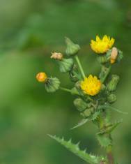 Fotografia da espécie Sonchus asper subesp. asper