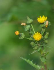 Sonchus asper subesp. asper