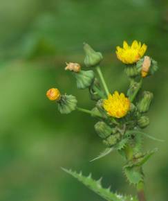 Fotografia da espécie Sonchus asper