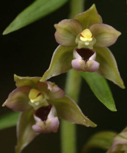 Fotografia de capa Epipactis helleborine - do Jardim Botânico