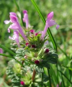 Fotografia da espécie Lamium amplexicaule