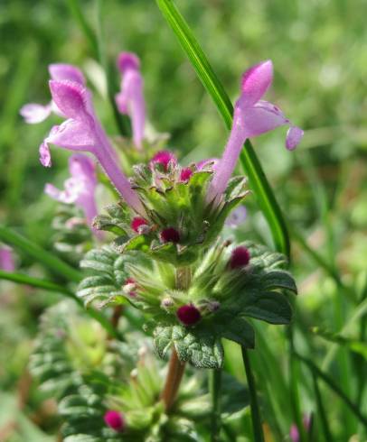 Fotografia de capa Lamium amplexicaule - do Jardim Botânico