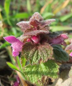 Fotografia da espécie Lamium purpureum