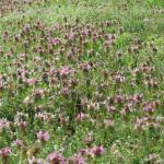 Fotografia 6 da espécie Lamium purpureum do Jardim Botânico UTAD