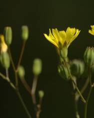 Fotografia da espécie Lapsana communis subesp. communis