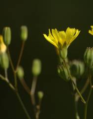 Lapsana communis subesp. communis