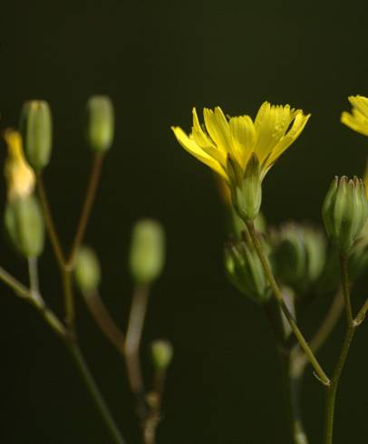 Fotografia de capa Lapsana communis subesp. communis - do Jardim Botânico