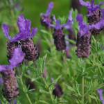 Fotografia 3 da espécie Lavandula stoechas subesp. luisieri do Jardim Botânico UTAD