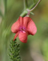 Lathyrus sphaericus