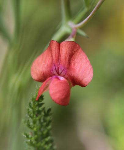 Fotografia de capa Lathyrus sphaericus - do Jardim Botânico