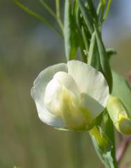 Lathyrus ochrus