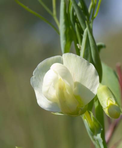 Fotografia de capa Lathyrus ochrus - do Jardim Botânico