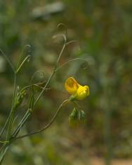 Fotografia da espécie Lathyrus annuus