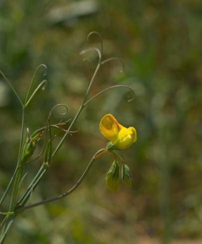 Fotografia de capa Lathyrus annuus - do Jardim Botânico