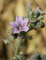 Lavatera cretica