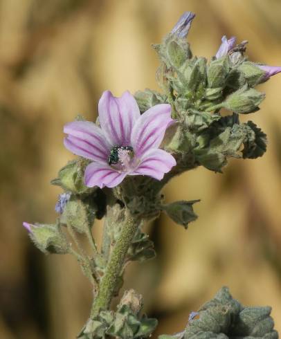 Fotografia de capa Lavatera cretica - do Jardim Botânico