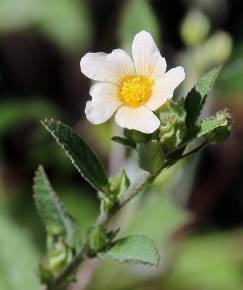 Fotografia da espécie Sida rhombifolia