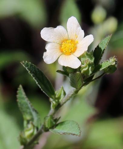 Fotografia de capa Sida rhombifolia - do Jardim Botânico