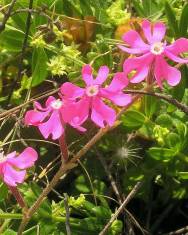 Fotografia da espécie Silene tuberculata