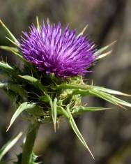 Fotografia da espécie Silybum marianum