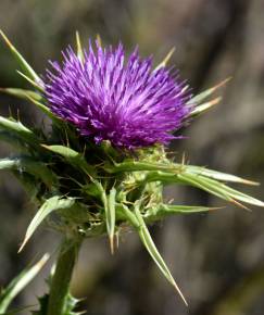 Fotografia da espécie Silybum marianum