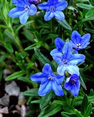 Fotografia da espécie Lithospermum diffusum