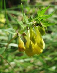 Melampyrum pratense