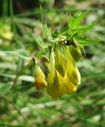 Fotografia de capa Melampyrum pratense - do Jardim Botânico