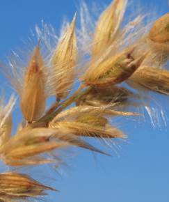 Fotografia da espécie Melica ciliata