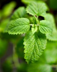 Fotografia da espécie Melissa officinalis subesp. altissima