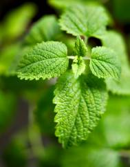 Melissa officinalis subesp. altissima