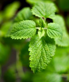 Fotografia da espécie Melissa officinalis