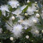 Fotografia 6 da espécie Myrtus communis do Jardim Botânico UTAD